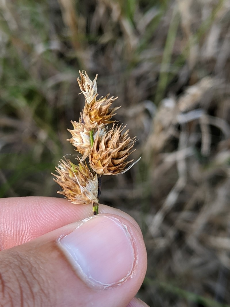 Bicknell's Sedge photo 3