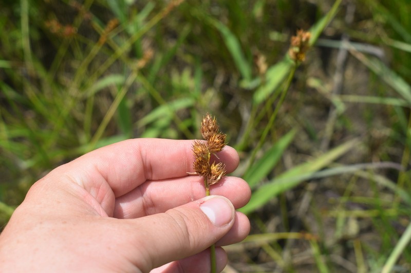 Bicknell's Sedge photo 4