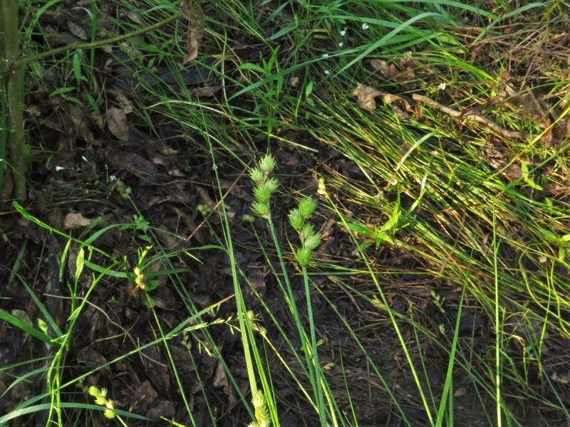 Bicknell's Sedge photo 5