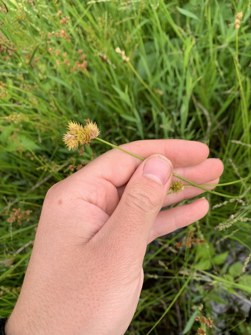 Bicknell's Sedge photo 6