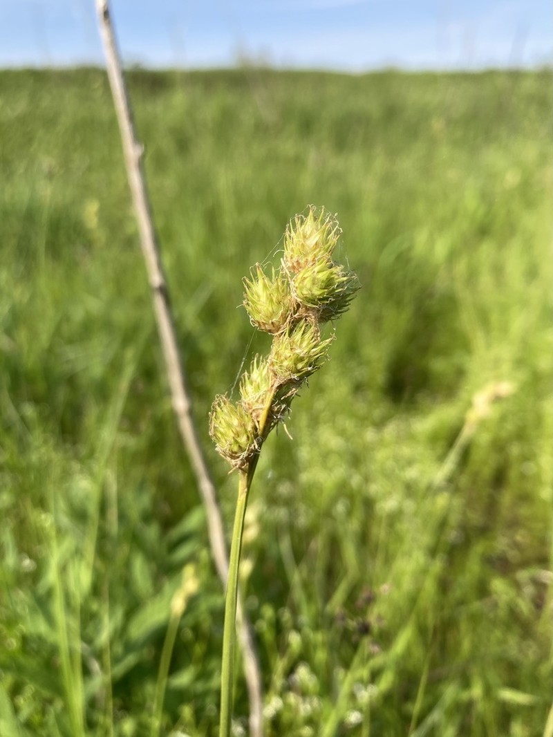 Bicknell's Sedge photo 7