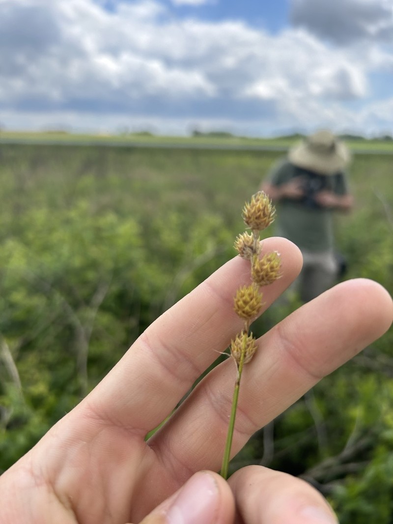 Bicknell's Sedge photo 8