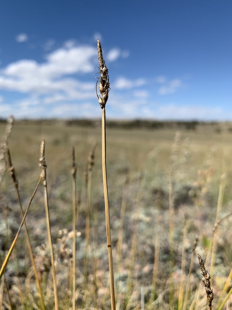 Grassyslope Sedge
