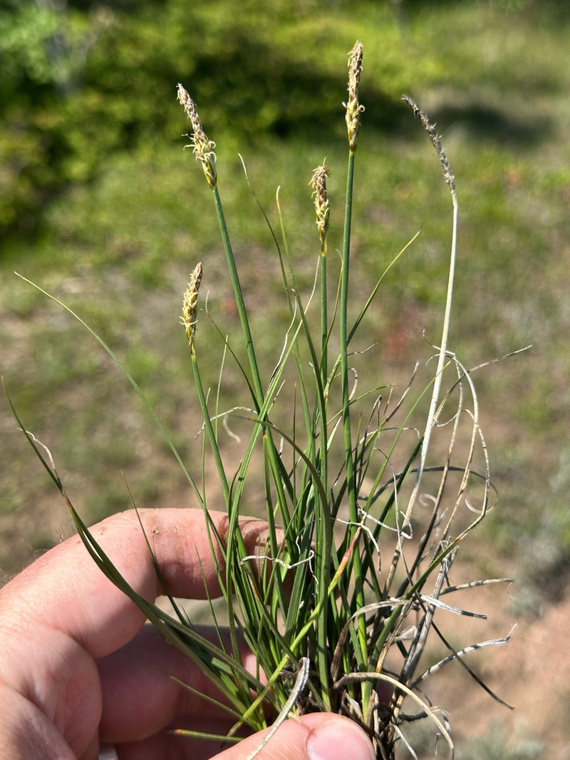 Grassyslope Sedge photo 2