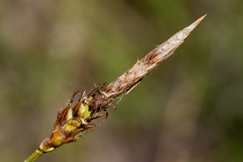 Grassyslope Sedge photo 3