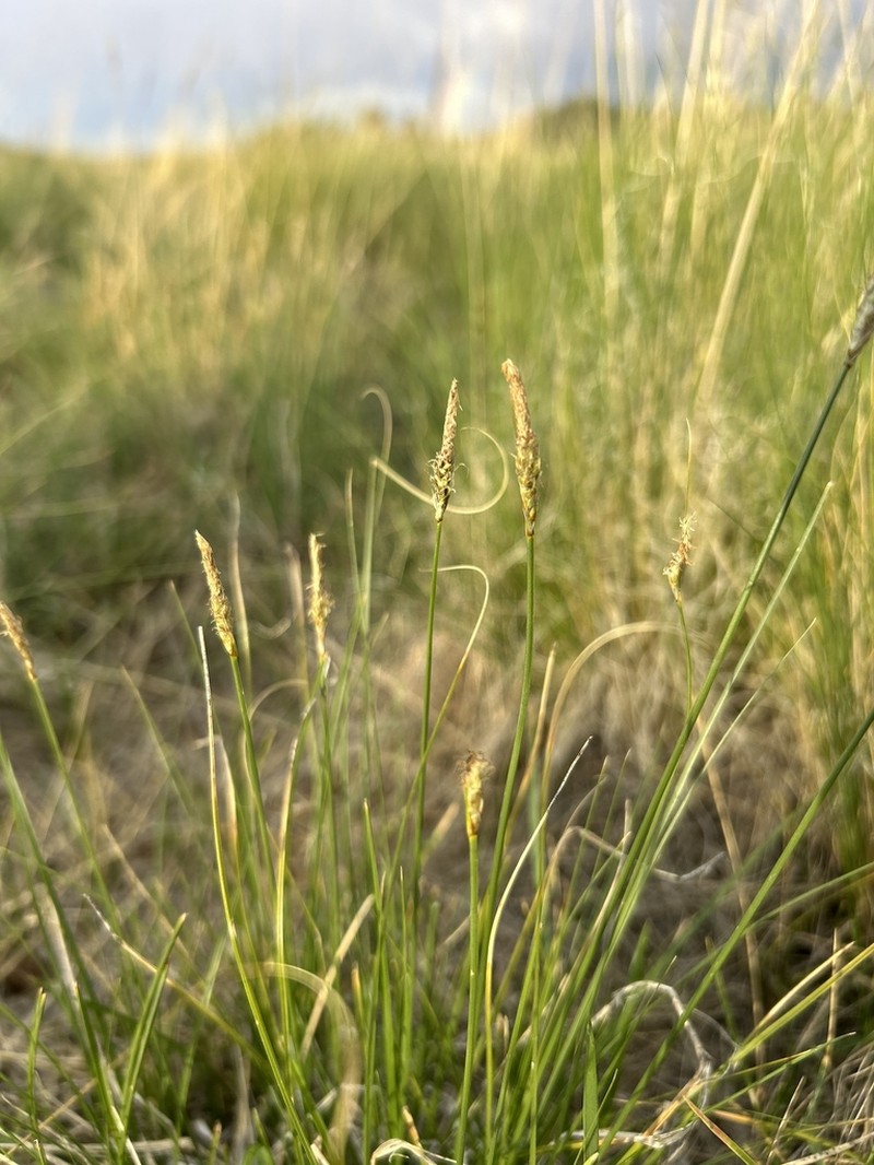 Grassyslope Sedge photo 4