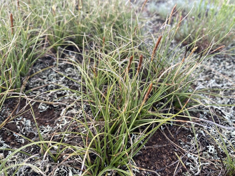 Grassyslope Sedge photo 5