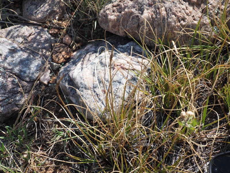 Grassyslope Sedge photo 6
