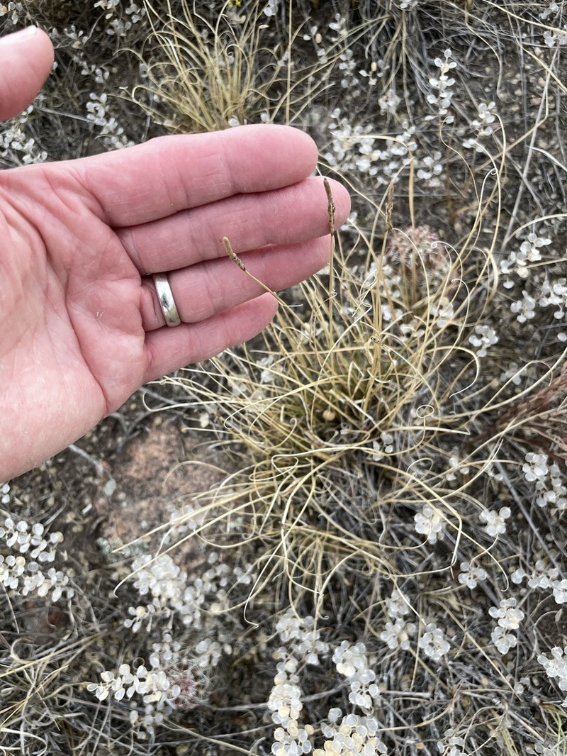 Grassyslope Sedge photo 7