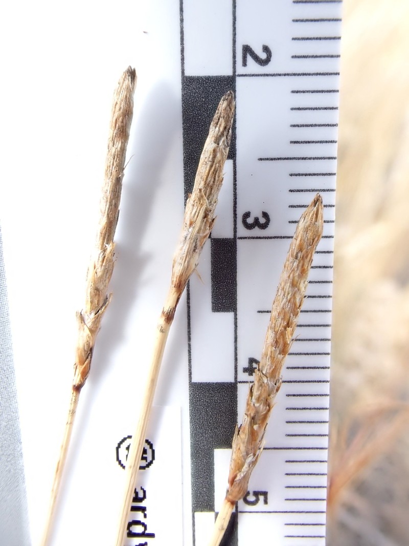 Grassyslope Sedge photo 8