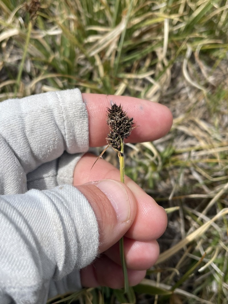 Boulder Sedge