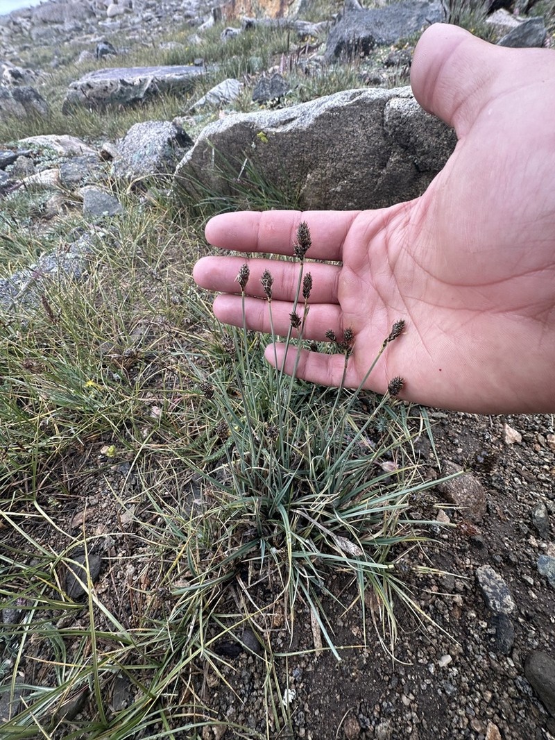 Boulder Sedge photo 2