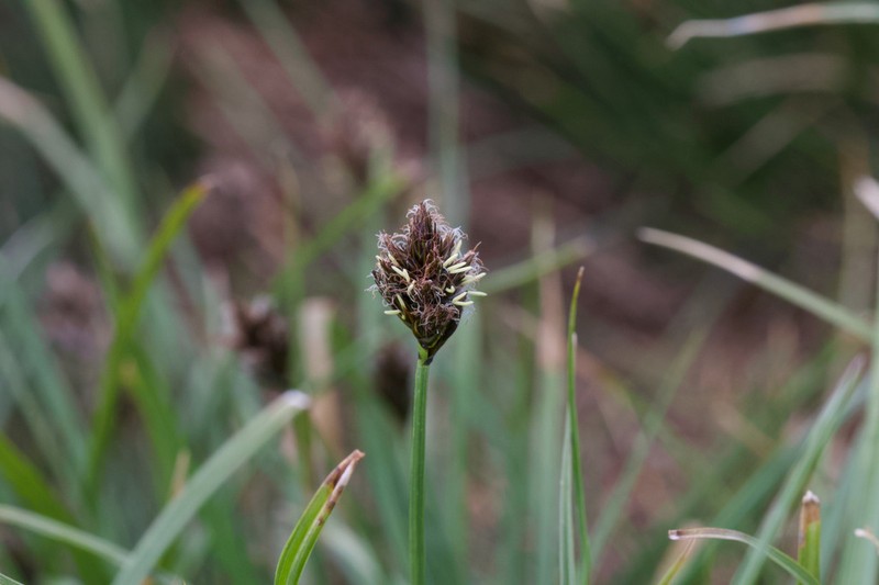 Boulder Sedge photo 3