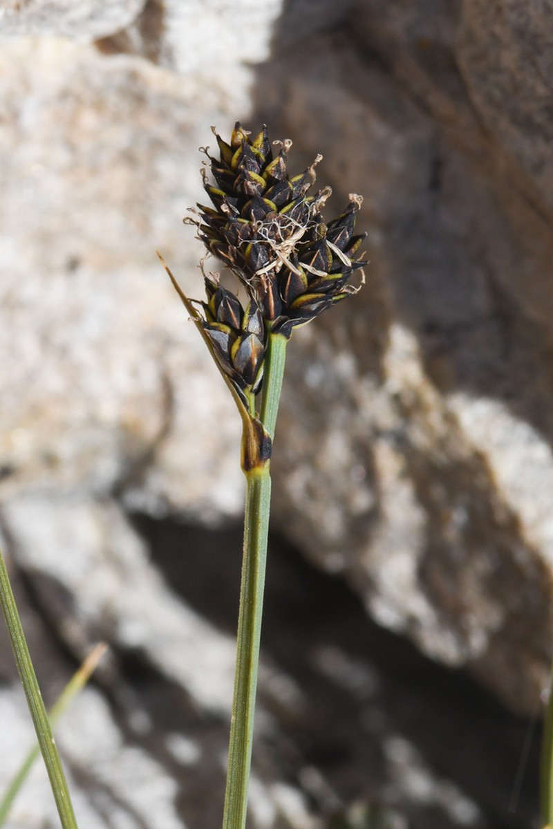 Boulder Sedge photo 4