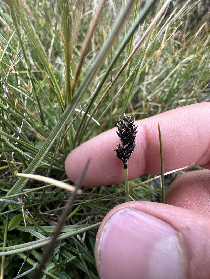 Boulder Sedge photo 5