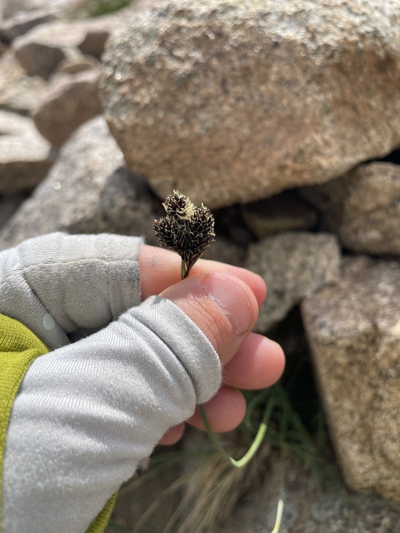 Boulder Sedge photo 7