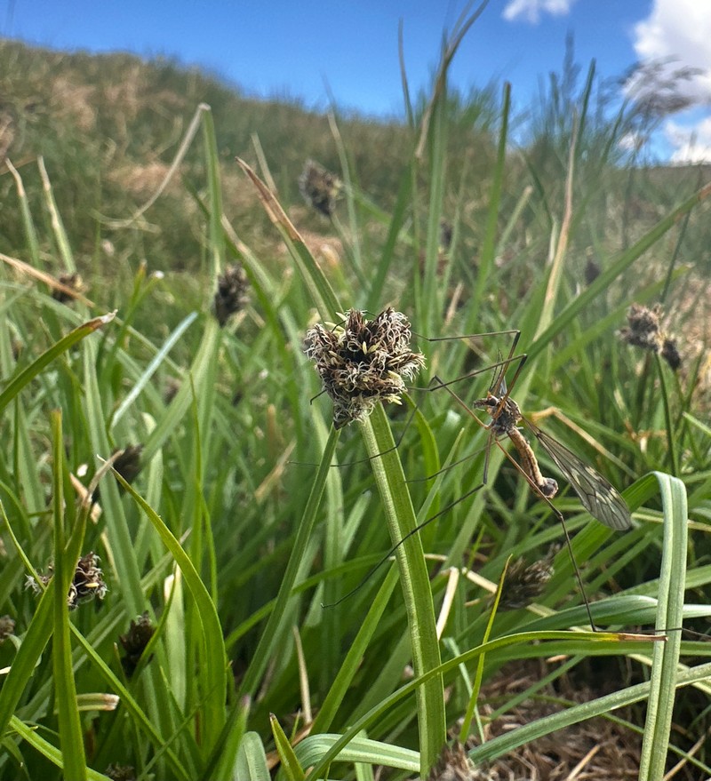 Boulder Sedge photo 8