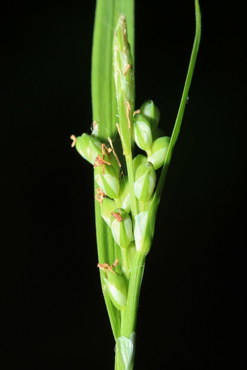 Necklace Spike Sedge