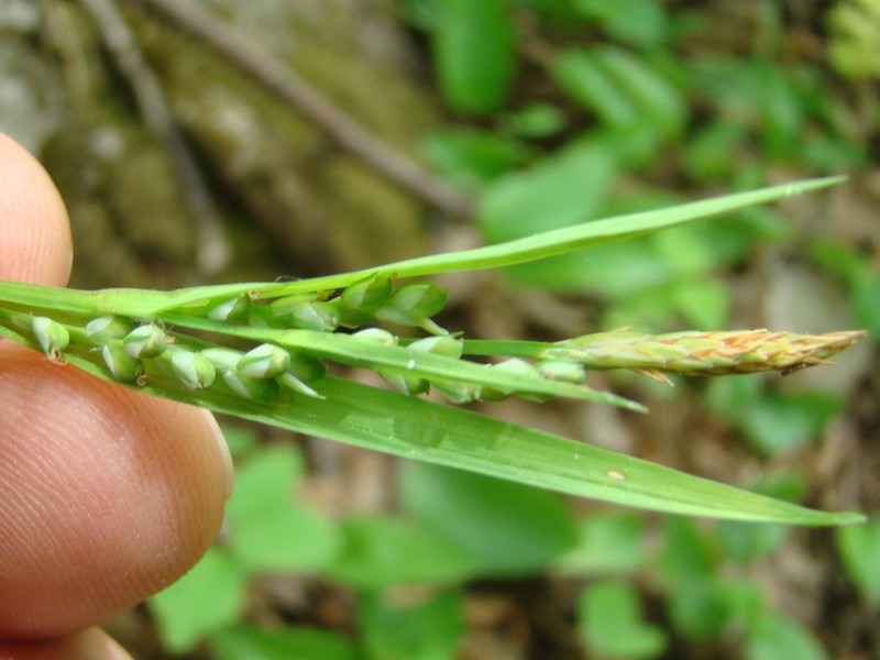 Necklace Spike Sedge photo 3
