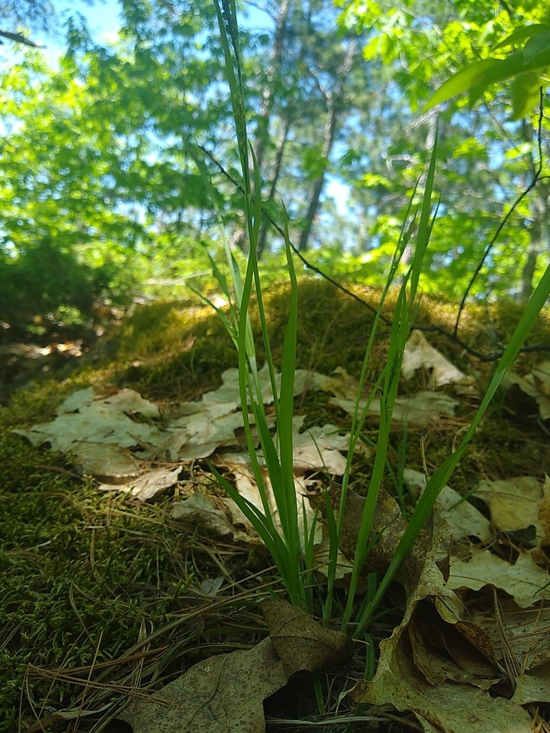 Necklace Spike Sedge photo 4