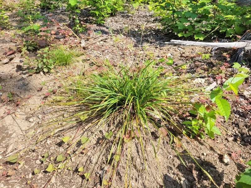 Necklace Spike Sedge photo 5