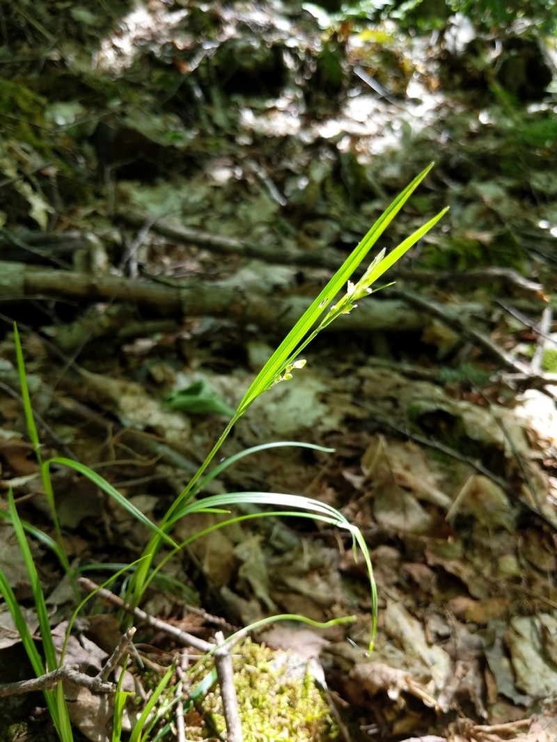 Necklace Spike Sedge photo 6
