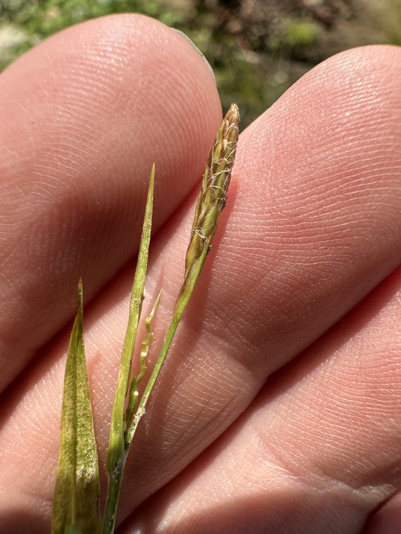 Necklace Spike Sedge photo 7