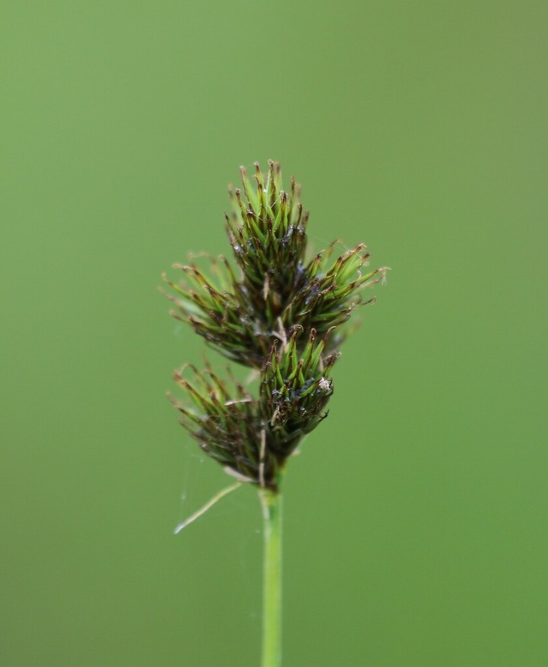 Orono Sedge