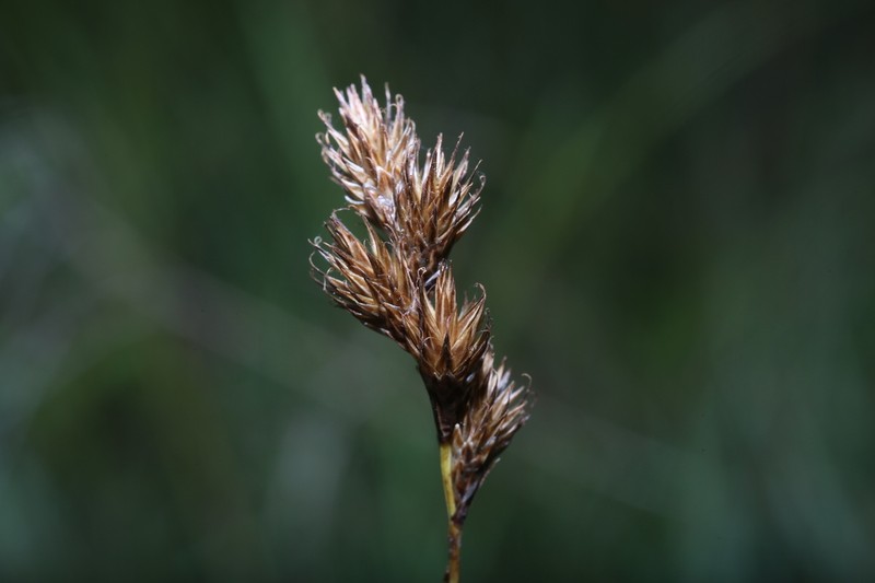 Orono Sedge photo 3