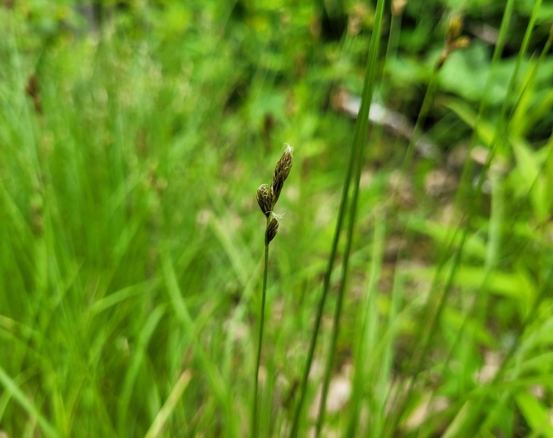 Orono Sedge photo 4