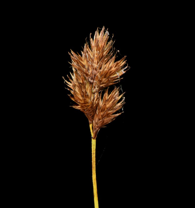 Orono Sedge photo 5