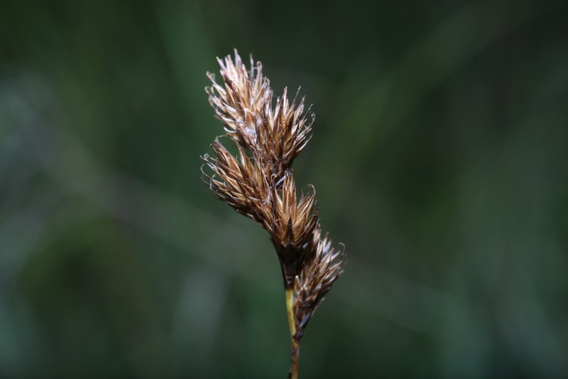 Orono Sedge photo 6
