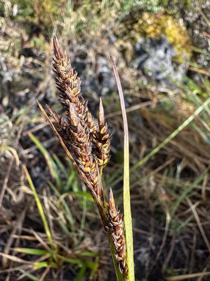 Carex orothanatica photo 2