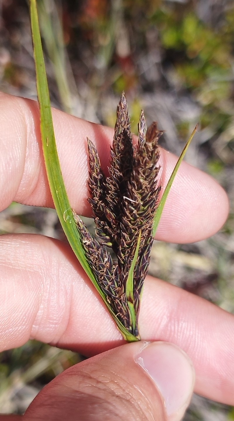 Carex orothanatica photo 5