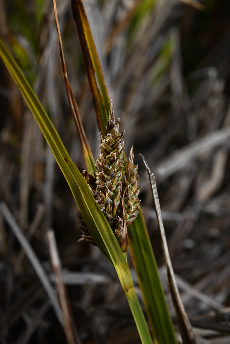 Carex orothanatica photo 6