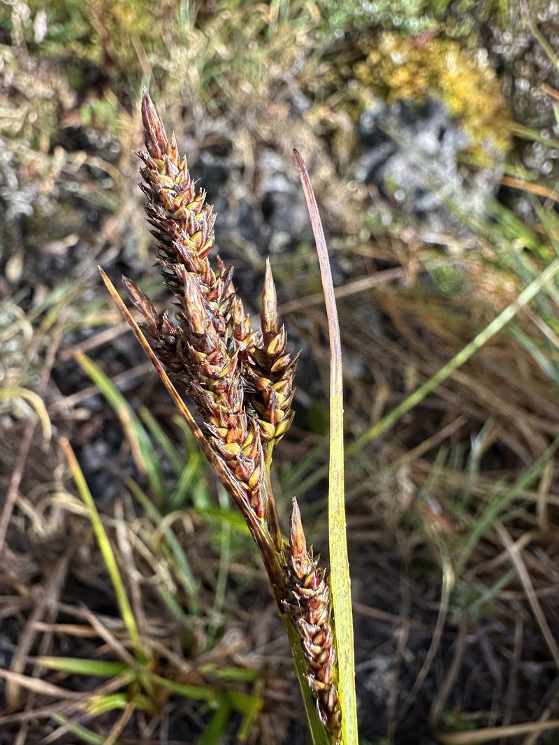 Carex orothanatica photo 7