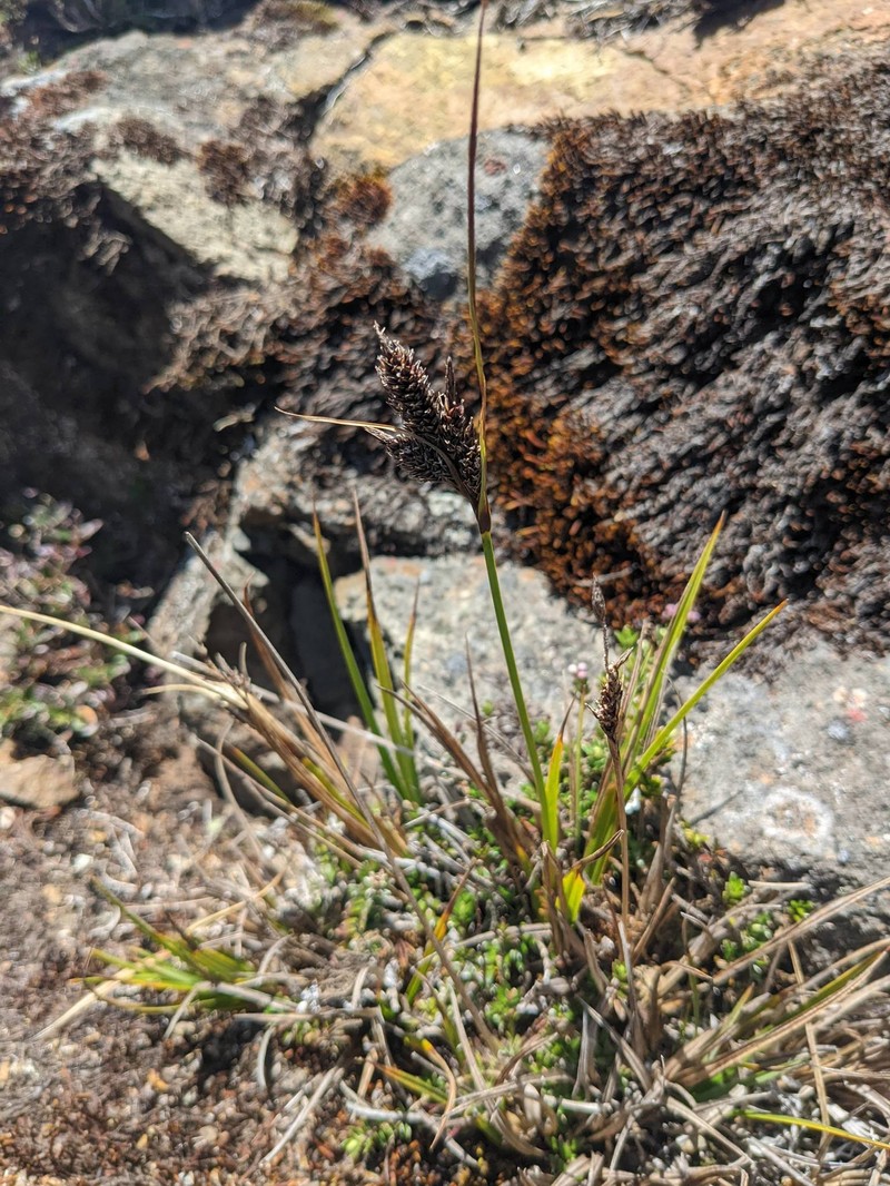 Carex orothanatica photo 8