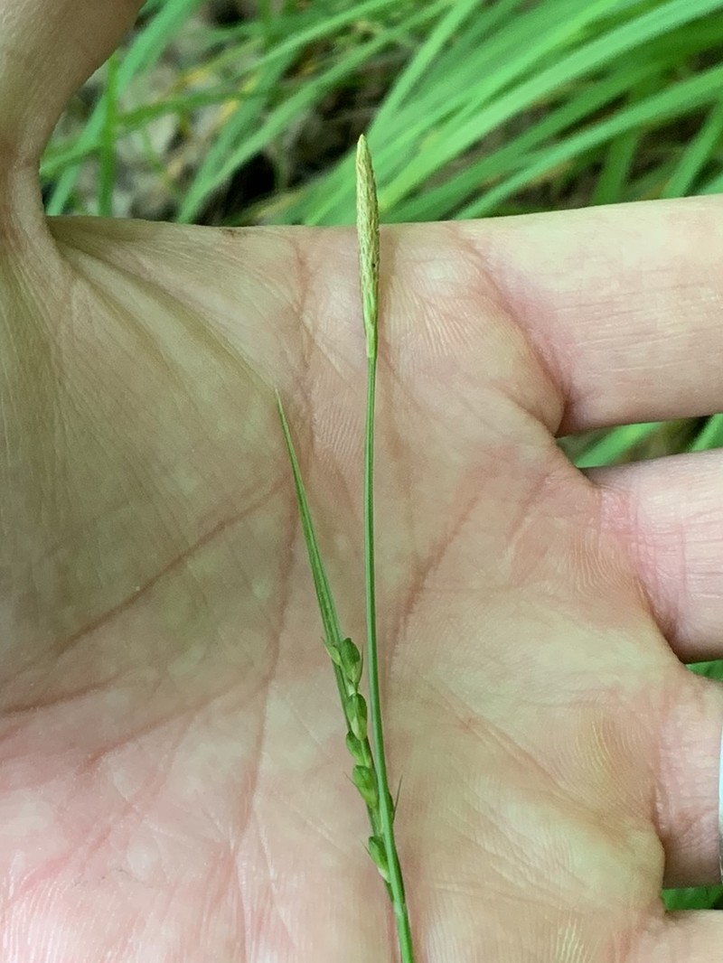 Ouachita Mountain Sedge