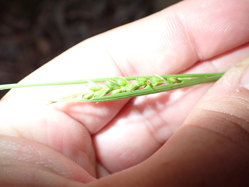 Ouachita Mountain Sedge photo 2