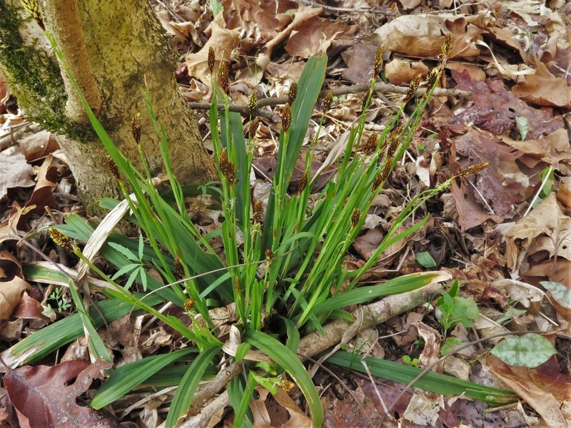 Ouachita Mountain Sedge photo 3