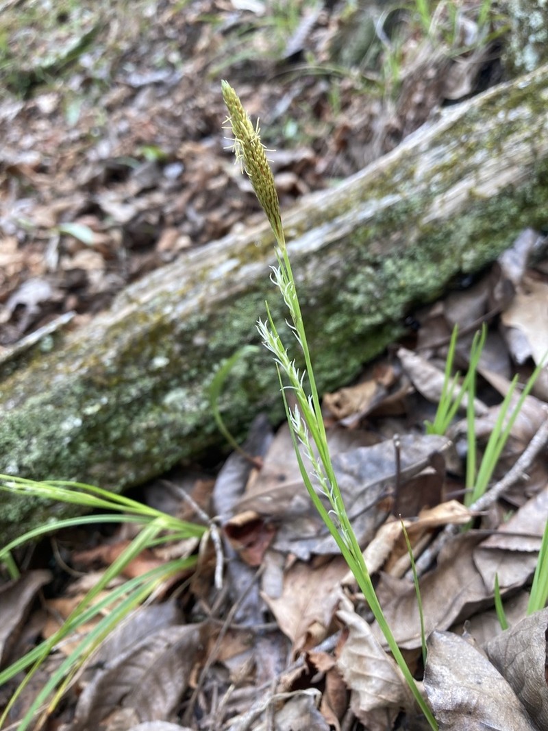 Ouachita Mountain Sedge photo 4