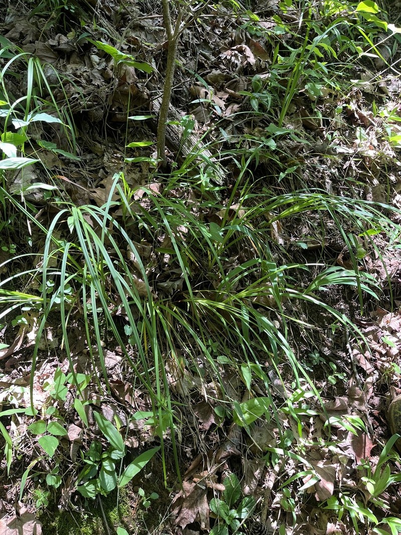 Ouachita Mountain Sedge photo 5