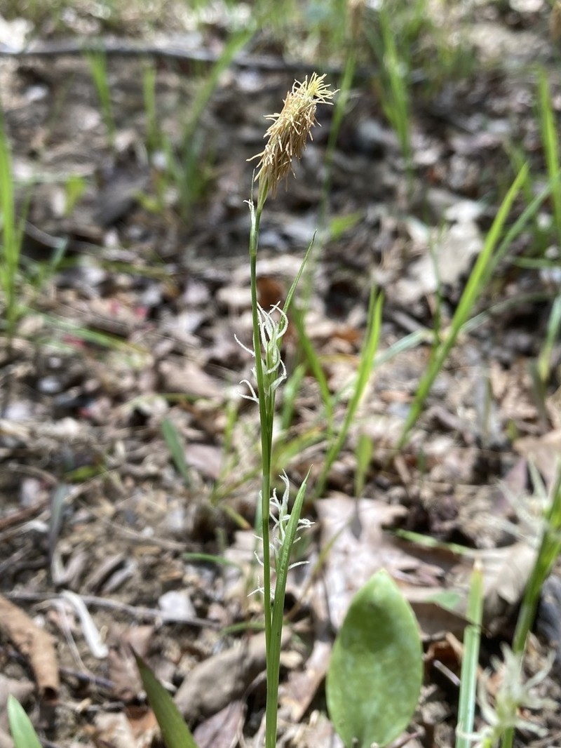 Ouachita Mountain Sedge photo 6