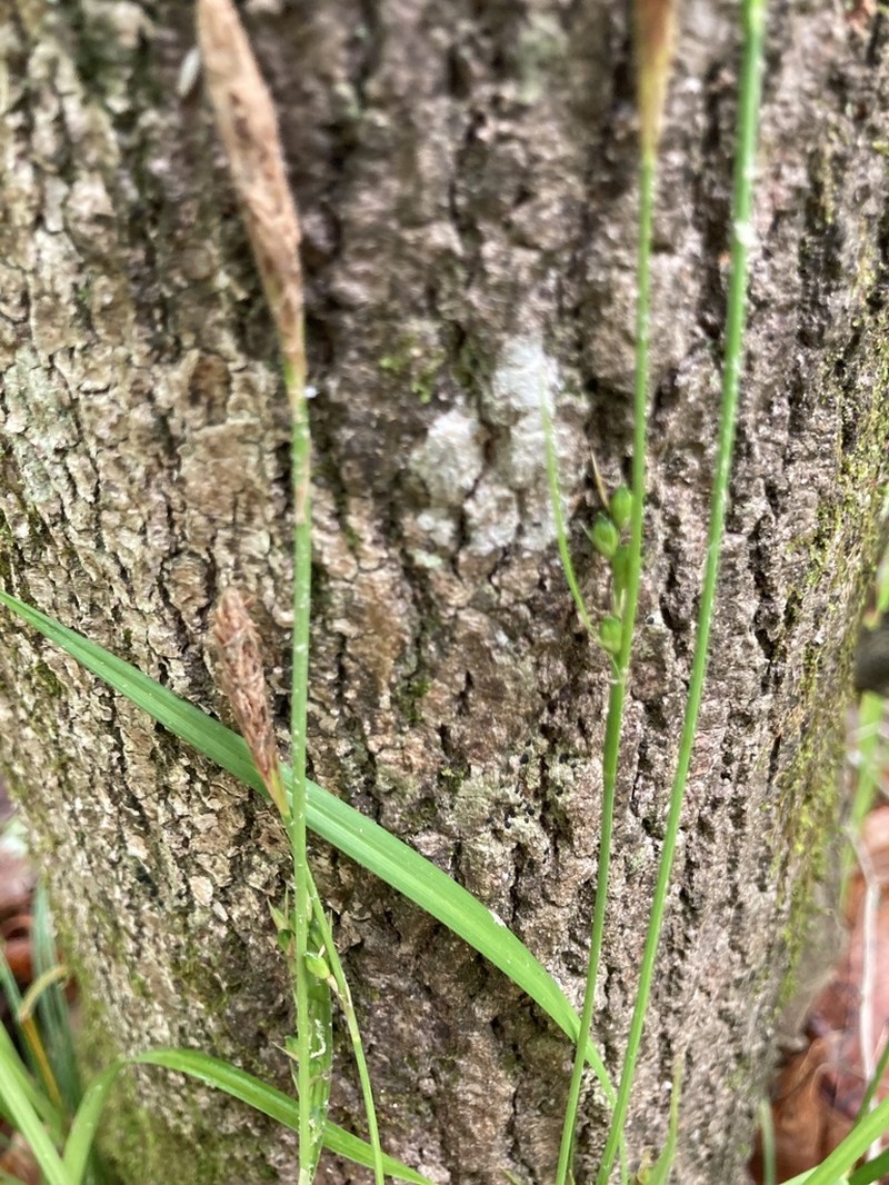 Ouachita Mountain Sedge photo 7