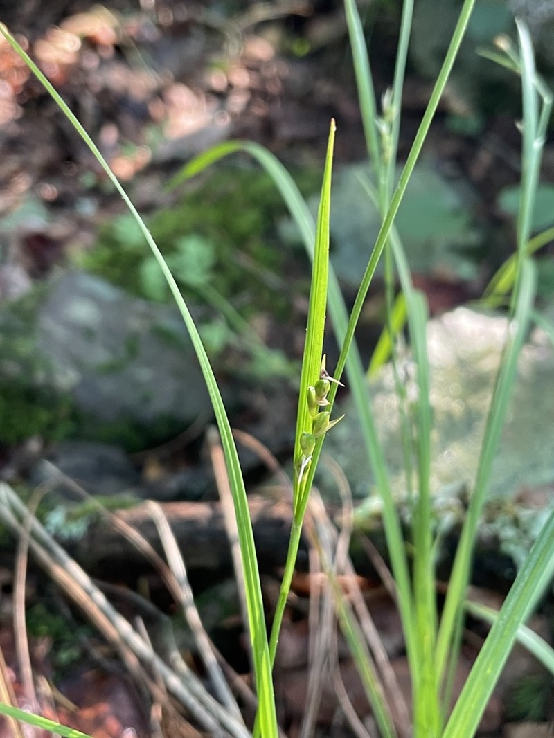 Ouachita Mountain Sedge photo 8