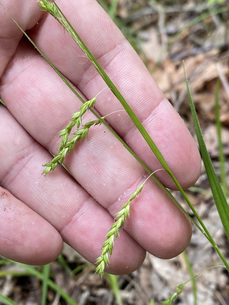 Sharpscale Sedge