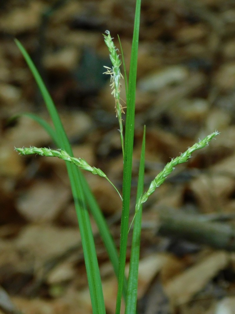 Sharpscale Sedge photo 2