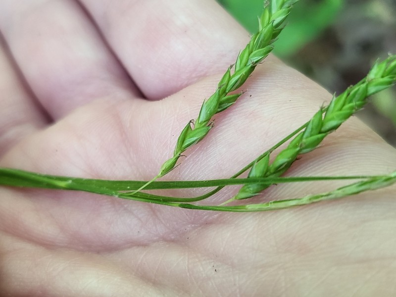 Sharpscale Sedge photo 3
