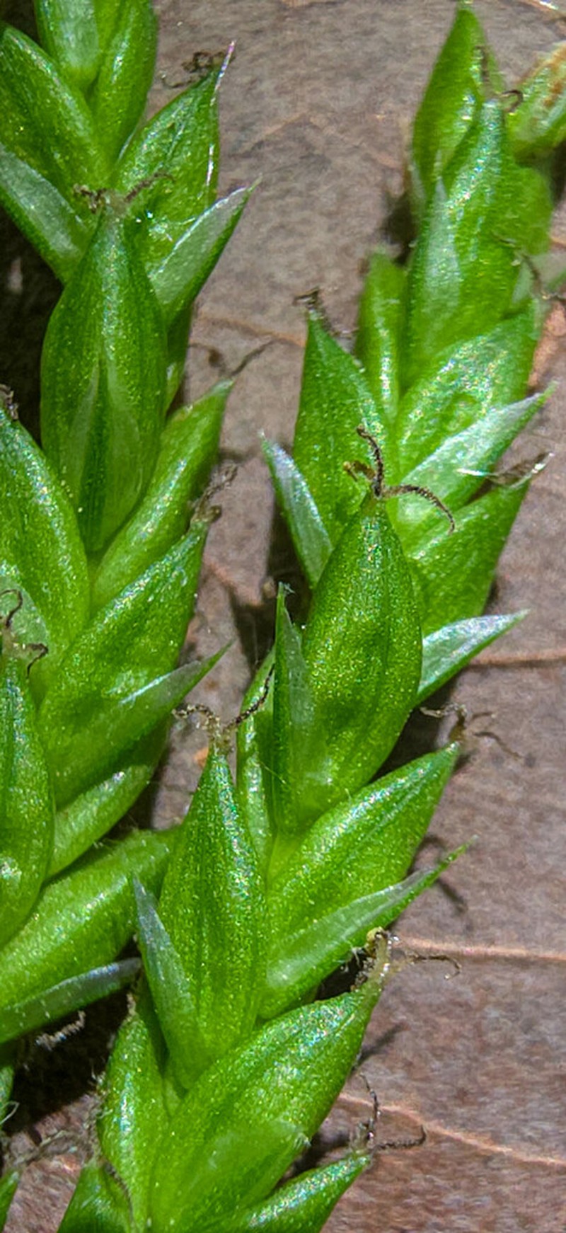 Sharpscale Sedge photo 4
