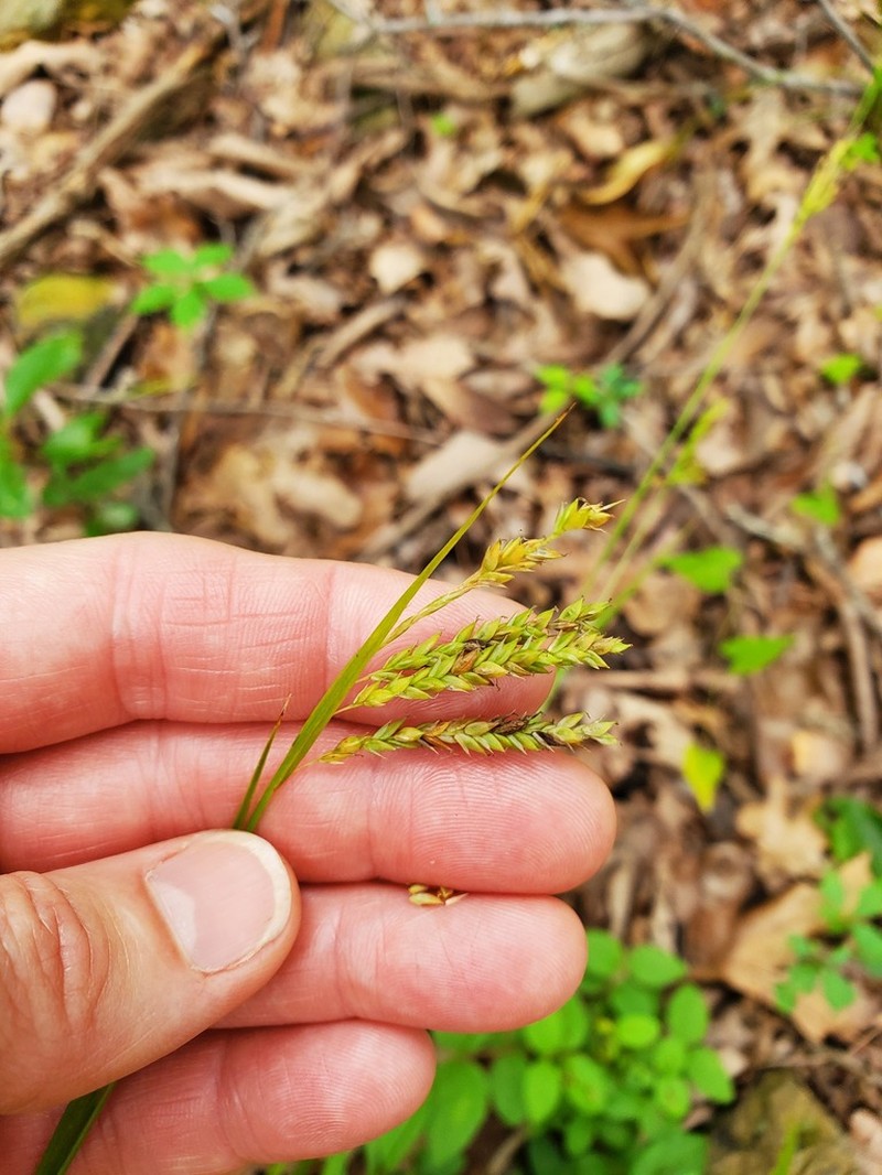 Sharpscale Sedge photo 5
